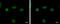 Ret Finger Protein Like 4B antibody, GTX122058, GeneTex, Immunofluorescence image 