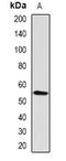 RBP-JK antibody, orb382005, Biorbyt, Western Blot image 