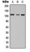 TBC1 domain family member 2A antibody, orb304621, Biorbyt, Western Blot image 
