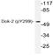 Docking Protein 2 antibody, AP20861PU-N, Origene, Western Blot image 