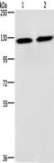 Centrosomal Protein 97 antibody, TA349797, Origene, Western Blot image 