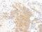 Phosphoribosylglycinamide Formyltransferase, Phosphoribosylglycinamide Synthetase, Phosphoribosylaminoimidazole Synthetase antibody, NBP2-32206, Novus Biologicals, Immunohistochemistry paraffin image 