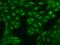 MLLT3 Super Elongation Complex Subunit antibody, 204381-T02, Sino Biological, Immunohistochemistry paraffin image 