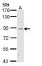 Nucleotide Binding Oligomerization Domain Containing 1 antibody, GTX108811, GeneTex, Western Blot image 