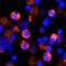 Interferon Gamma antibody, MAB764, R&D Systems, Immunocytochemistry image 