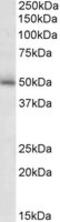 Gamma-Aminobutyric Acid Type A Receptor Gamma2 Subunit antibody, LS-C112991, Lifespan Biosciences, Western Blot image 