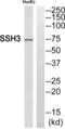 Slingshot Protein Phosphatase 3 antibody, abx014751, Abbexa, Western Blot image 