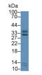 ICAM-4 antibody, LS-C294712, Lifespan Biosciences, Western Blot image 