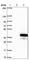 Oxidative Stress Responsive Serine Rich 1 antibody, HPA045125, Atlas Antibodies, Western Blot image 