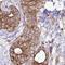 Tripartite Motif Containing 44 antibody, HPA057633, Atlas Antibodies, Immunohistochemistry frozen image 