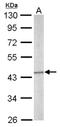 Septin 5 antibody, NBP2-15115, Novus Biologicals, Western Blot image 