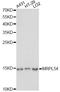 Mitochondrial Ribosomal Protein L54 antibody, LS-C749937, Lifespan Biosciences, Western Blot image 