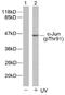 Jun Proto-Oncogene, AP-1 Transcription Factor Subunit antibody, AP02322PU-N, Origene, Western Blot image 