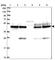 Sorting Nexin 15 antibody, HPA038955, Atlas Antibodies, Western Blot image 