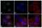 Mad3l antibody, 720297, Invitrogen Antibodies, Immunofluorescence image 