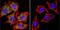 Aryl Hydrocarbon Receptor antibody, NB300-515, Novus Biologicals, Immunocytochemistry image 