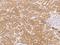 G Protein-Coupled Receptor 12 antibody, 205873-T08, Sino Biological, Immunohistochemistry frozen image 
