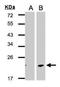 Dermatopontin antibody, NBP2-14930, Novus Biologicals, Western Blot image 
