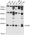 GS27 antibody, 19-341, ProSci, Western Blot image 