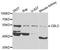 Cbl Proto-Oncogene C antibody, A7789, ABclonal Technology, Western Blot image 