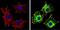 PAS Domain Containing Serine/Threonine Kinase antibody, MA1-700, Invitrogen Antibodies, Immunofluorescence image 
