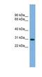 Non-Specific Cytotoxic Cell Receptor Protein 1 Homolog (Zebrafish) antibody, NBP1-57053, Novus Biologicals, Western Blot image 