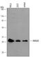 High Mobility Group Box 3 antibody, AF5507, R&D Systems, Western Blot image 