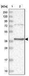 Phosphotriesterase Related antibody, NBP2-38380, Novus Biologicals, Western Blot image 