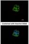 RNA Polymerase Mitochondrial antibody, PA5-28196, Invitrogen Antibodies, Immunofluorescence image 