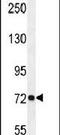 Protocadherin Gamma Subfamily C, 3 antibody, PA5-23650, Invitrogen Antibodies, Western Blot image 