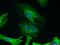 Desmin antibody, 16520-1-AP, Proteintech Group, Immunofluorescence image 