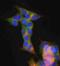 Synaptosome Associated Protein 25 antibody, PA5-19708, Invitrogen Antibodies, Immunofluorescence image 
