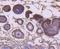 Keratin 9 antibody, A03692-1, Boster Biological Technology, Immunohistochemistry frozen image 