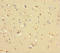 COMM Domain Containing 6 antibody, A65854-100, Epigentek, Immunohistochemistry paraffin image 