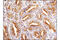 EMAP Like 4 antibody, 12548S, Cell Signaling Technology, Immunohistochemistry paraffin image 