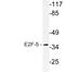 E2F Transcription Factor 5 antibody, LS-B11416, Lifespan Biosciences, Western Blot image 