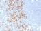 Selectin P Ligand antibody, M03674, Boster Biological Technology, Immunohistochemistry frozen image 