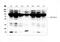 NADPH Oxidase 4 antibody, GTX12205, GeneTex, Western Blot image 