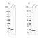 Galectin 1 antibody, NBP1-89791, Novus Biologicals, Western Blot image 