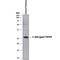 TNF Superfamily Member 9 antibody, AF2295, R&D Systems, Western Blot image 