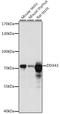 DEAD-Box Helicase 43 antibody, A15858, ABclonal Technology, Western Blot image 