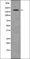 Platelet Derived Growth Factor Receptor Beta antibody, orb335849, Biorbyt, Western Blot image 