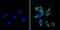 Ras Homolog Family Member A antibody, NBP2-22528, Novus Biologicals, Immunocytochemistry image 