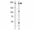 DNA Methyltransferase 1 antibody, F53105-0.4ML, NSJ Bioreagents, Western Blot image 