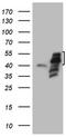 Phosphatidylserine Decarboxylase antibody, CF807331, Origene, Western Blot image 