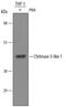 Chitinase 3 Like 1 antibody, PA5-46996, Invitrogen Antibodies, Western Blot image 