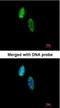 CDC28 Protein Kinase Regulatory Subunit 2 antibody, NBP1-33404, Novus Biologicals, Immunofluorescence image 