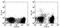 CD11C antibody, 53-0114-80, Invitrogen Antibodies, Flow Cytometry image 