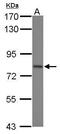 DEAD-Box Helicase 3 X-Linked antibody, PA5-34832, Invitrogen Antibodies, Western Blot image 