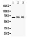 Neuraminidase antibody, GTX03695, GeneTex, Western Blot image 